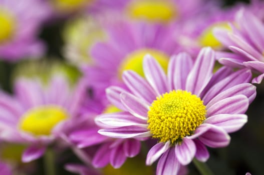 Close up of daisies field in a morning.