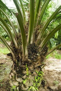 Palm oil to be extracted from its fruits. Fruits turn red when ripe. Photo taken at palm oil plantation in Malaysia, which is also the world largest palm oil exporting country.