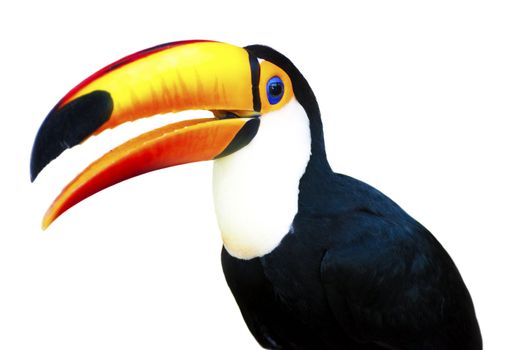 A beautiful portrait of a toucan against a white background.