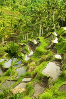 Terrace rice fields in morning sunrise, Bali, Indonesia