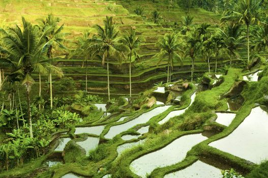 Terrace rice fields in morning sunrise, Ubud, Bali, Indonesia
