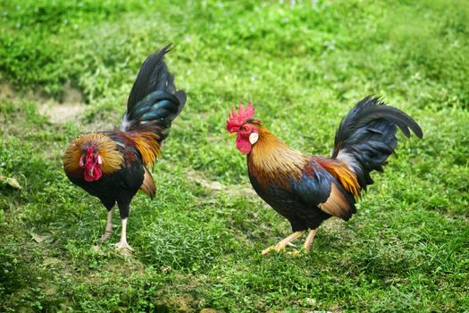 Two free range chickens on a farm