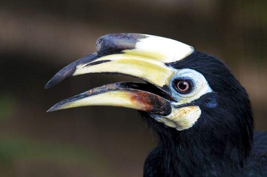 Close up on Exotic Black Malaysian Hornbill.