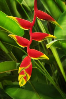 Close up on beautiful tropical plant red heliconia