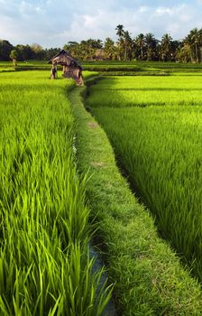 Rice field in early stage at Ubud, Bali, Indinesia. Coconut tree and hut at background.