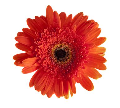 Orange gerbera flower isolated on white background