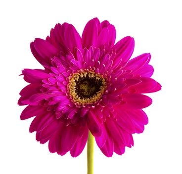 Red gerbera flower isolated on white background.