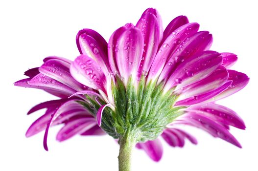 A beautiful Red Gerber Daisy ioslated on white. Shallow depth of field.