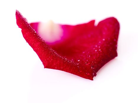 Red rose petal isolated on white background
