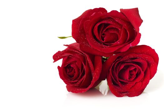 Image of roses on white background.