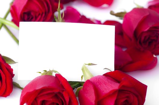 Red rose with petals and blank gift card for text