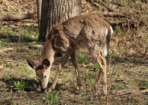 Young White-tail Deer Feeding In The Morning Sun