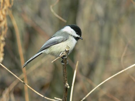 Black-capped Chickadee Perched On End Of Branch