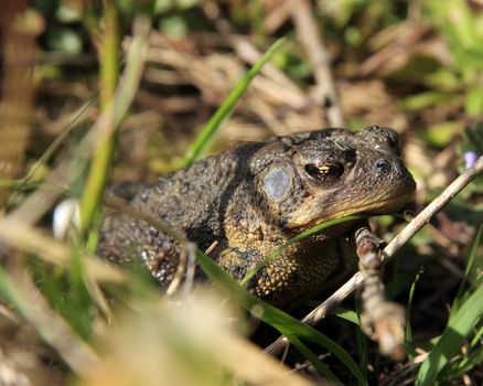 Common Toad Sitting Warming In The Morning Sun