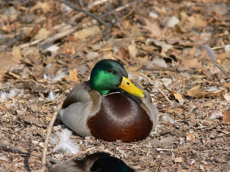 Mallard Duck Male Sitting In Morning Sun