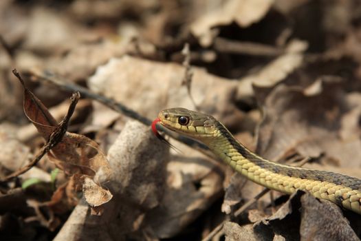 Common Garter Snake Thamnophis sirtalis Hunting On Forest Floor