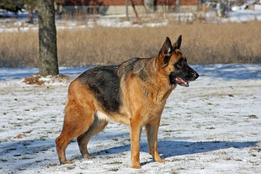 German Shepherd Big Male Standing Side Shot