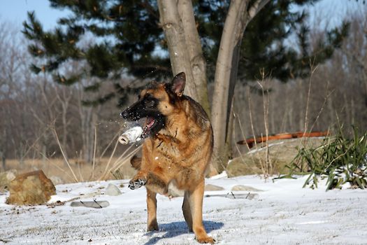 German Shepherd Playing With Bone In Winter