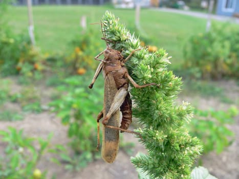 Grasshopper Husk Dried On End Of Grass