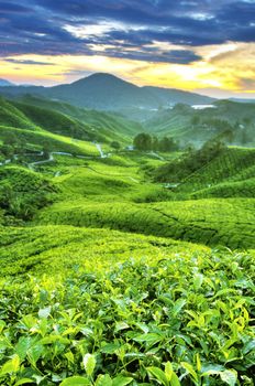 Tea Plantations at Cameron Highlands Malaysia. Sunrise in morning with fog.