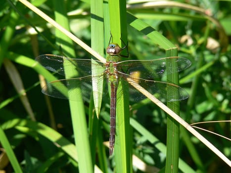 Green Darner Dragonfly Warming In Morning Sun