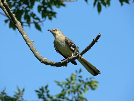 Northern Mockingbird Perched With Sky Background