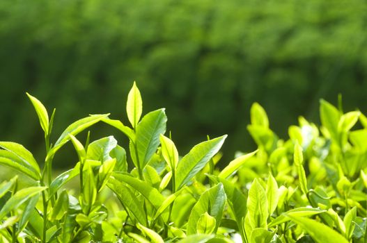 Close up fresh tea leaves in morning sunlight.