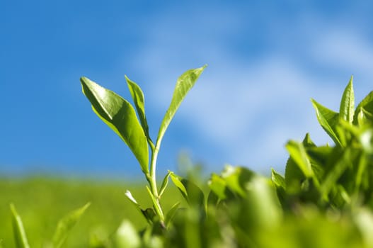 Close up tea leaves with morning sunlight, Cameron Highland Malaysia. 