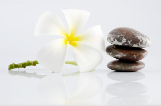 White frangipani and therapy stones on grey background