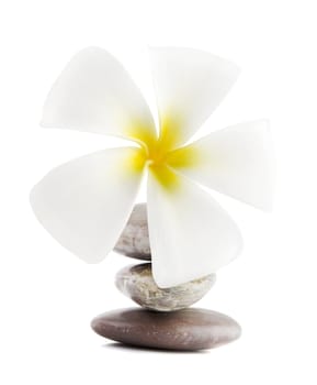 White frangipani and therapy stones on white background