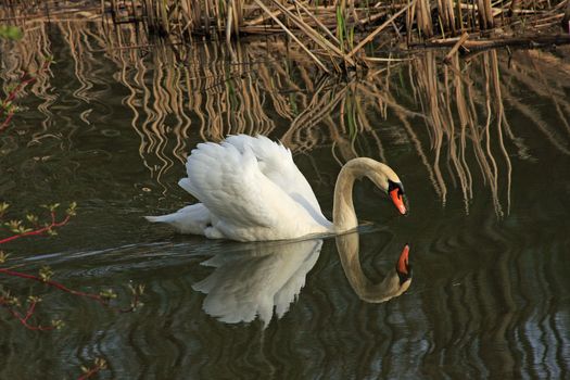 Mute Swan Cygnus olor Swimming in Morning Sun In Marsh