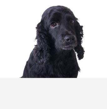 Sad Cocker Spaniel Dog above white banner. Add your text underneath.