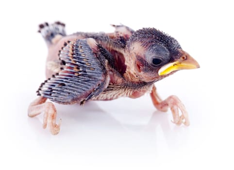 Young Sparrow on White background