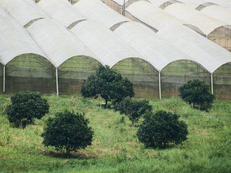Greenhouse and trees in a organic farm in Malaysia