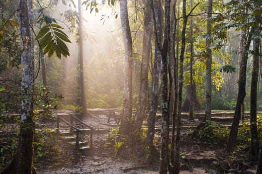 morning sunlight in tropical forest