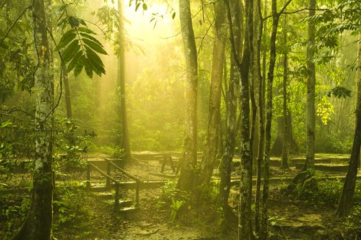 morning sunlight in green forest 