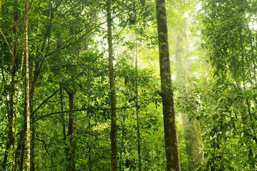 Golden sunbeam shine thru the green forest.