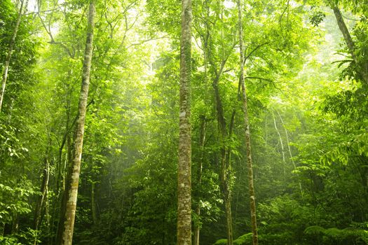 Green forest with ray of light in morning.