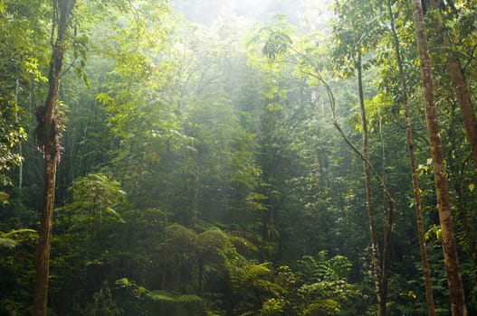 Green forest with ray of light.
