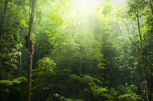 Green forest with ray of light.