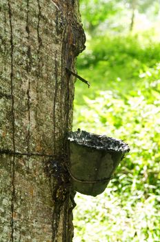 Rubber flows from the rubber tree into the cup 