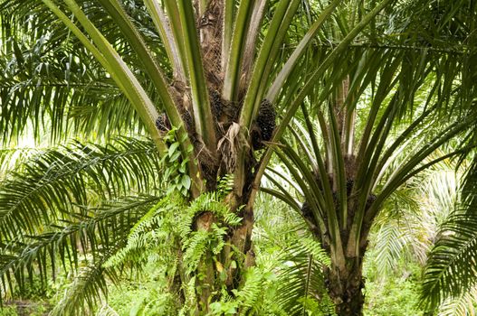Palm oil to be extracted from its fruits. 