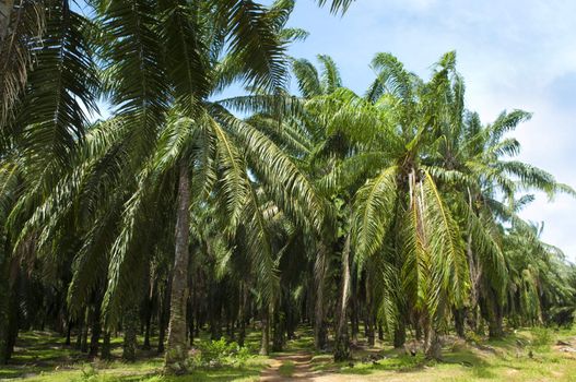 Palm oil to be extracted from its fruits. Fruits turn red when ripe. Photo taken at palm oil plantation in Malaysia, which is also the world largest palm oil exporting country.