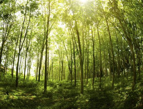 Sunbeam shine through the rubber tree plantation.
