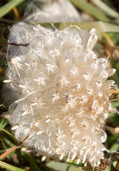 some white abstract macro shot of seed of flower