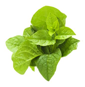 Malabar spinach isolated on white.