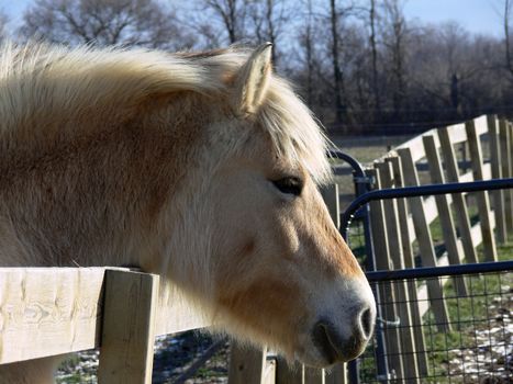 Norwegian Fjord Horse Head Shot