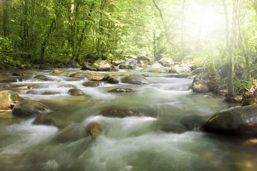green forest , river and ray of light 
