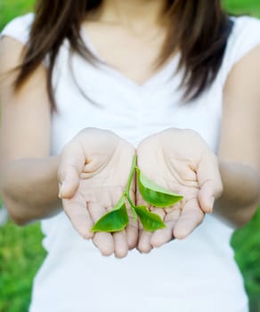 Tea leaves on hand with tea farm as background.