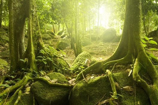 Green forest with ray of light 